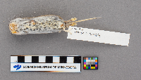 Peromyscus maniculatus bairdii image