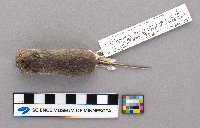 Peromyscus maniculatus bairdii image