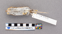 Peromyscus maniculatus bairdii image