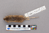 Peromyscus maniculatus bairdii image