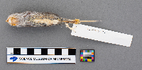 Peromyscus maniculatus bairdii image