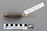 Peromyscus maniculatus bairdii image
