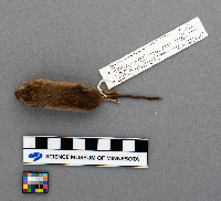 Sorex arcticus image