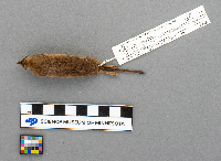 Sorex arcticus image