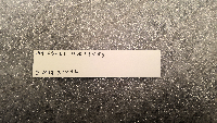 Peromyscus leucopus image