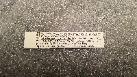Peromyscus leucopus image