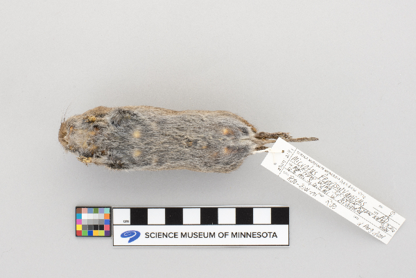 Microtus pennsylvanicus aphorodemus image