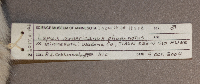 Lepus americanus image