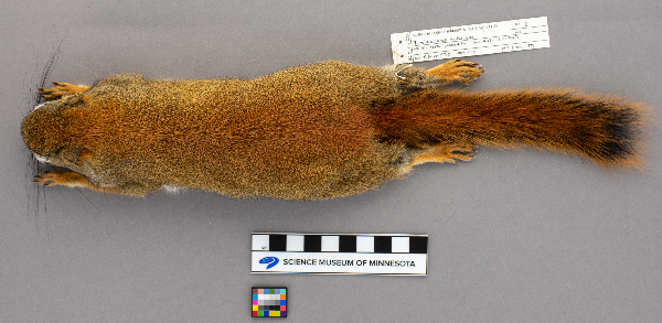 Tamiasciurus hudsonicus image