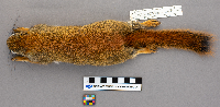 Media resource of Tamiasciurus hudsonicus
