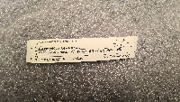 Peromyscus leucopus image