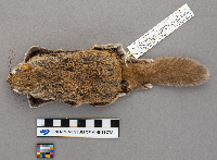 Glaucomys volans image