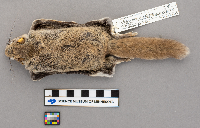 Glaucomys volans image