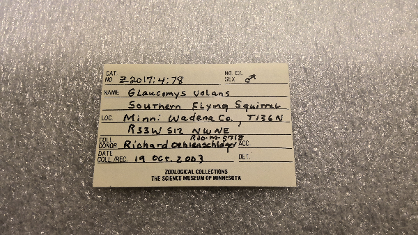 Glaucomys volans image