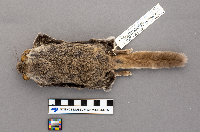 Glaucomys volans image