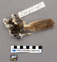 Glaucomys volans image