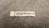 Peromyscus leucopus image