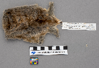 Media resource of Scalopus aquaticus