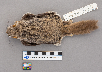 Glaucomys volans image