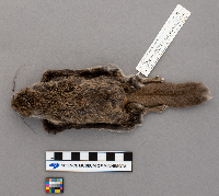 Glaucomys volans image