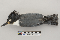 Ceryle alcyon image
