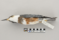 Ceryle alcyon image