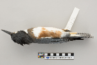Ceryle alcyon image