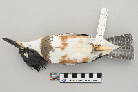 Ceryle alcyon image