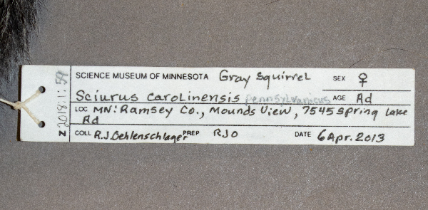 Sciurus carolinensis pennsylvanicus image