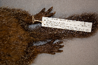 Marmota monax image