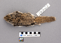 Glaucomys volans image