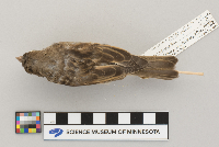 Passer domesticus image
