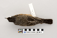 Turdus migratorius image