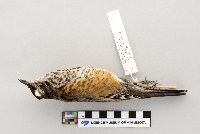 Turdus migratorius image