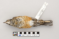 Turdus migratorius image