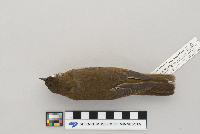 Catharus minimus image
