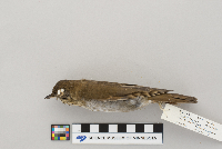Catharus minimus image