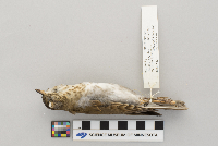 Catharus minimus image