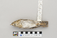 Catharus minimus image