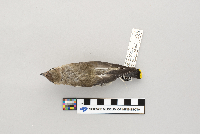 Bombycilla cedrorum image