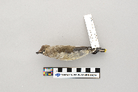 Bombycilla cedrorum image