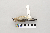 Bombycilla cedrorum image