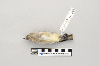 Bombycilla cedrorum image