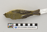 Piranga olivacea image