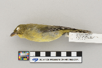 Piranga olivacea image