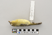 Piranga olivacea image