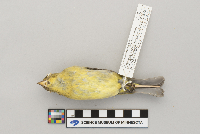 Piranga olivacea image
