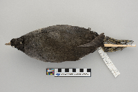 Fulica americana image
