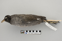 Fulica americana image