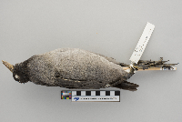 Fulica americana image